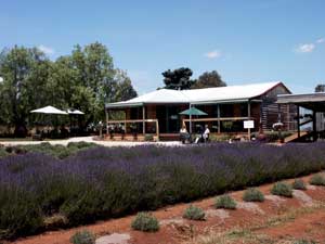 Warratina Lavender Farm