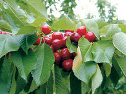 Wandin Valley Farms